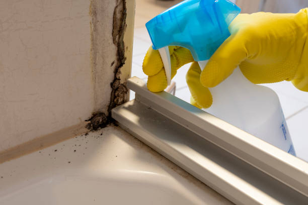 Best Black Mold Remediation in Glendale, CO