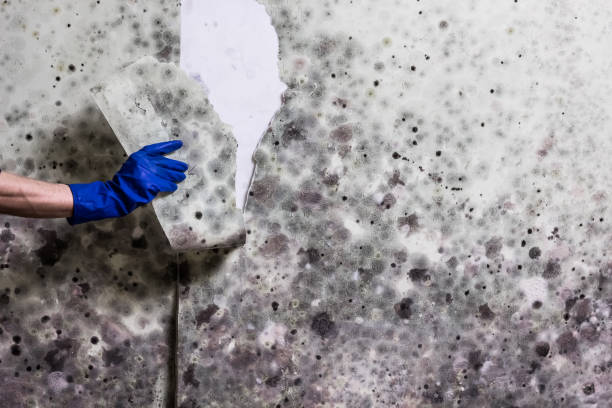 Best Kitchen Mold Remediation in Glendale, CO